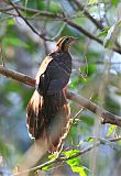 Pheasant Cuckoo